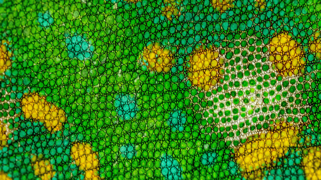 Les femmes autistes (TSA) invisibles dans le cabinet médical